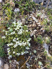 Arenaria erinacea
