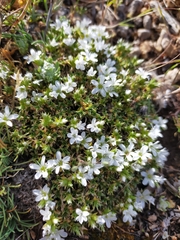 Arenaria erinacea