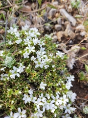 Arenaria erinacea