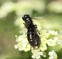 Hylaeus