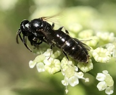 Hylaeus