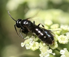 Hylaeus