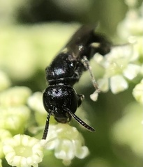 Hylaeus