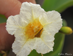 Cordia rufescens