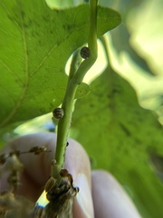 Kermesidae