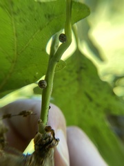 Kermesidae
