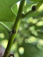 Kermesidae