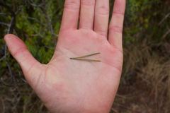 Pinus contorta bolanderi