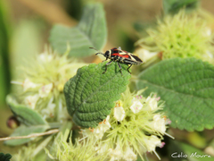 Craspeduchus matudai