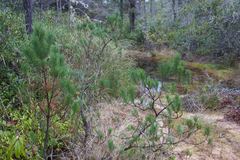 Pinus contorta bolanderi