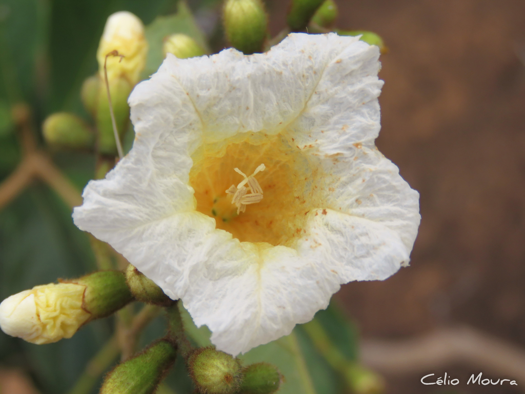Cordia rufescens
