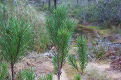 Pinus contorta bolanderi