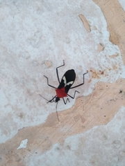 Leptoscelis militaris