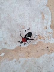 Leptoscelis militaris