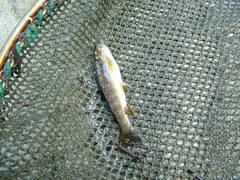 Salmo trutta fario
