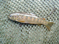 Salmo trutta fario