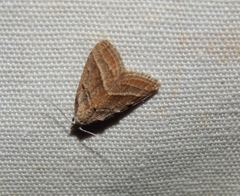Eublemma trigramma