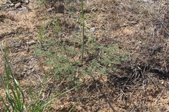 Prangos odontalgica
