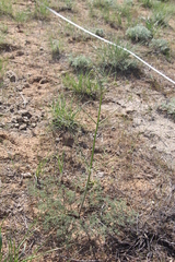 Prangos odontalgica