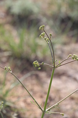Prangos odontalgica
