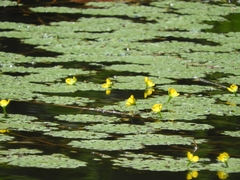Ludwigia sedoides