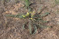 Astragalus longipetalus