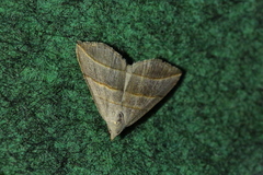 Colobochyla salicalis