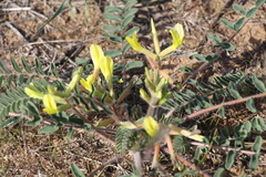 Astragalus longipetalus