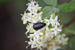 Serica atracapilla