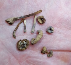 Lentinellus subaustralis