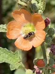 Macrotera latior