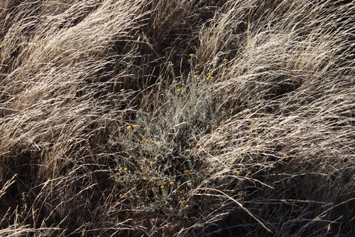 Image of Helichrysum rutilans by (c) Tony Rebelo, some rights reserved (CC BY-SA)