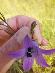 Chelostoma rapunculi