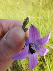 Chelostoma rapunculi