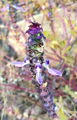 Coleus lasianthus