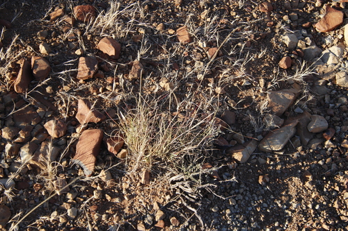 Image of Aristida congesta by (c) Tony Rebelo, some rights reserved (CC BY-SA)