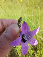 Chelostoma rapunculi
