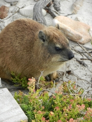 Procavia capensis capensis