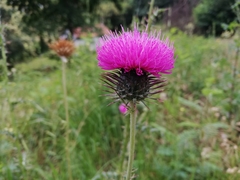 Carduus nutans platypus