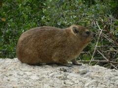 Procavia capensis capensis