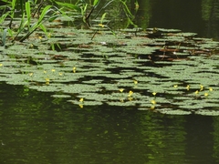 Ludwigia sedoides