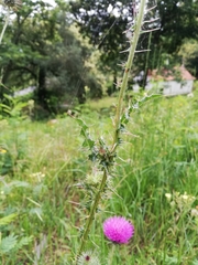 Carduus nutans platypus