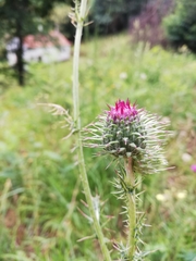Carduus nutans platypus
