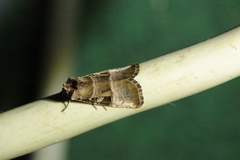 Eucarta amethystina