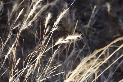 Image of Aristida congesta by (c) Tony Rebelo, some rights reserved (CC BY-SA)