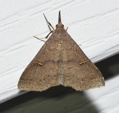Speckled Renia Moth photo 6