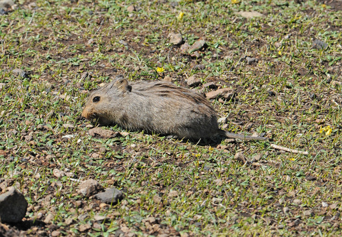 Otomys sloggetti
