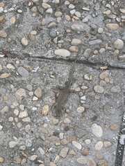 Pontian Wall Lizard photo 1