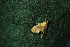 Agrotera nemoralis