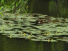 Ludwigia sedoides
